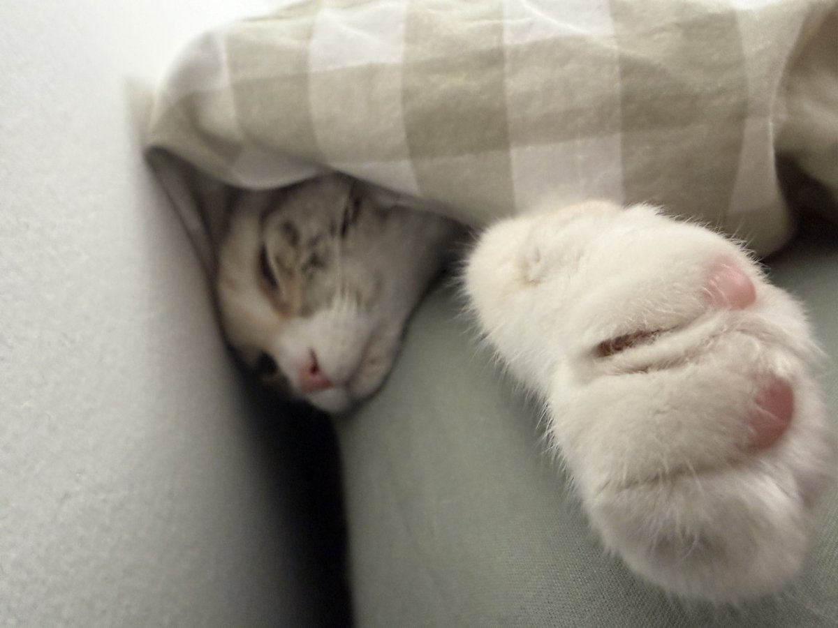 nubbydae's tweet photo. she started sleeping under my blanket https://t.co/fAxQWWCaTd