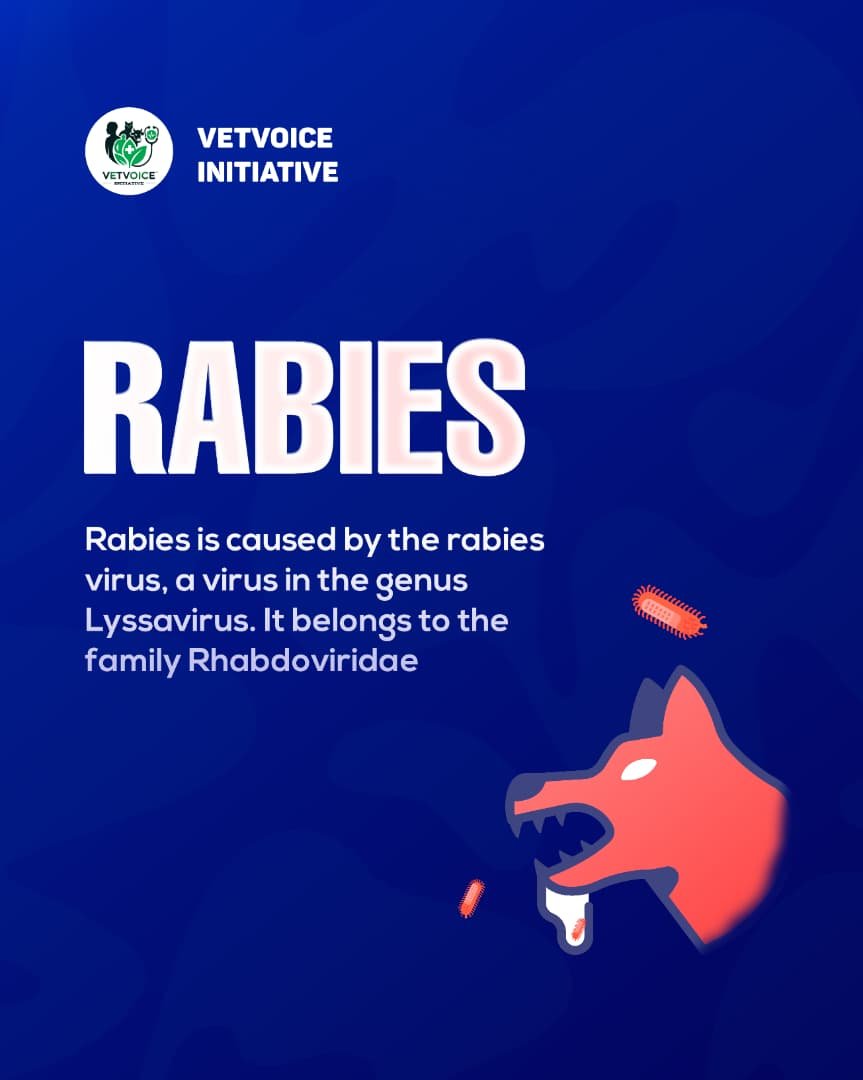 VetV_Initiative's tweet photo. One bite can change everything.

Rabies is deadly, but it can be prevented. Know the signs, vaccinate your pets, and never ignore an animal bite.

Stay informed. Stay safe. Stop rabies.

#RabiesAwareness #RabiesPrevention #OneHealthOneFuture https://t.co/AqjK18MfnP