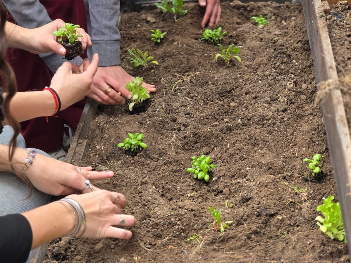 Val_Fabian's tweet photo. 🌱💚 La #UCALP, nuevamente con las manos en la tierra.

Hoy volvimos a la huerta🌱 de la #UCALP que esta ubicada en la terraza, una de las primeras huertas que acompañamos desde #HuertasDeLaCiudad🍅🥦🌼, y qué alegría reencontrarnos con este espacio y con tantos amigos que nos reciben siempre con los brazos abiertos.🫶🏻

Jornada de trasplante de lechuga, acelga y albahaca, sumando también color y biodiversidad con flores como coquetas, clavel y drummond.🌸
Porque una huerta🌱no es solamente producir alimentos.
Es aprender, compartir, encontrarnos, cuidar, enseñar y construir comunidad.
 
Y cuando la huerta está en una institución educativa, todo eso se multiplica: aparecen nuevas experiencias, nuevas preguntas y, sobre todo, muchas manos que se animan a tocar la tierra.👐🏻❤️

Gracias a toda la comunidad de #UCALP por seguir siendo parte de este camino que construimos juntos desde #HuertasDeLaCiudad del @MunicipioBahia.💫

🌱Sembramos mucho más que semillas: sembramos comunidad.