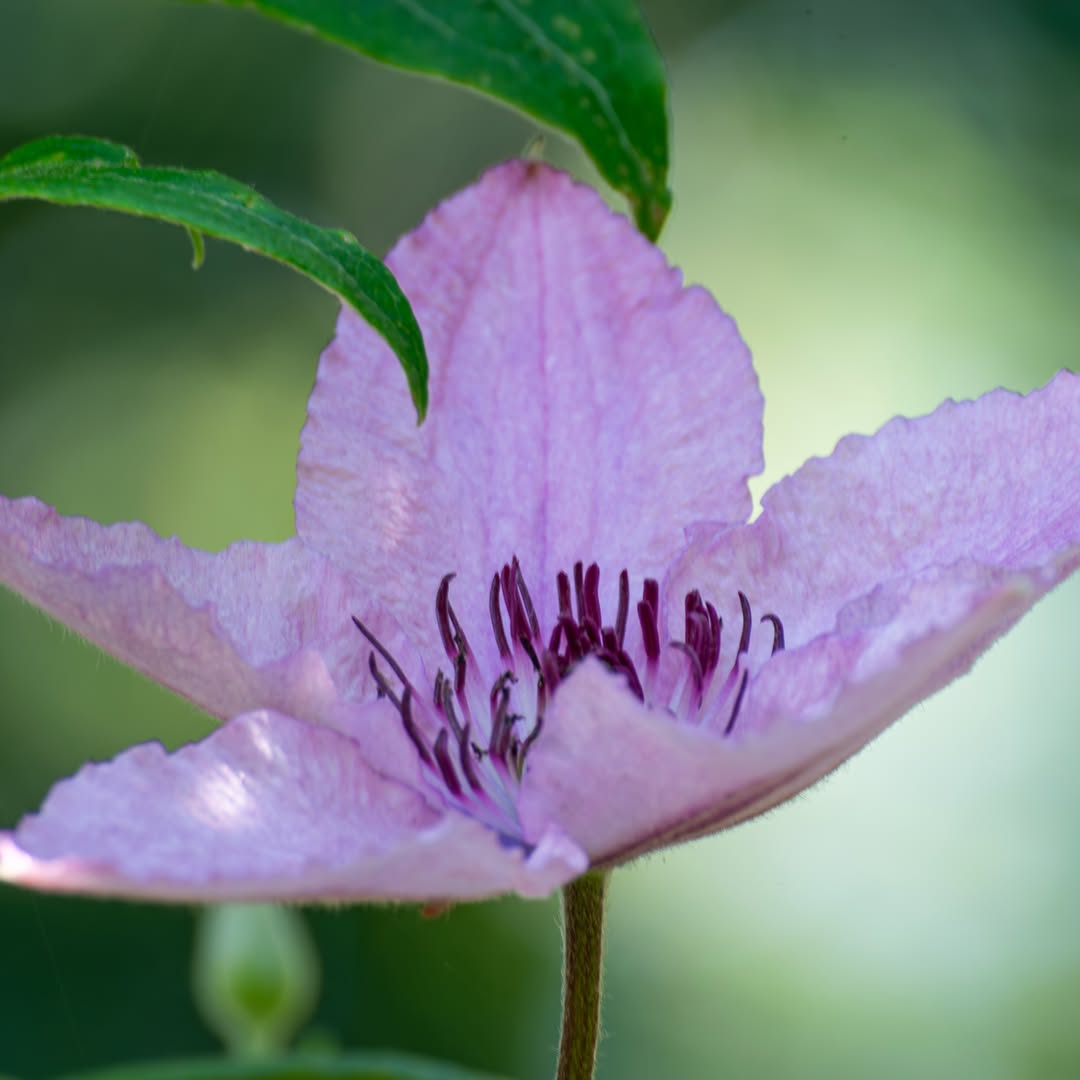 anthoallen45351's tweet photo. Clematis Nikon garden photography nature photography growth and bloom https://t.co/4rWt5jQpqm