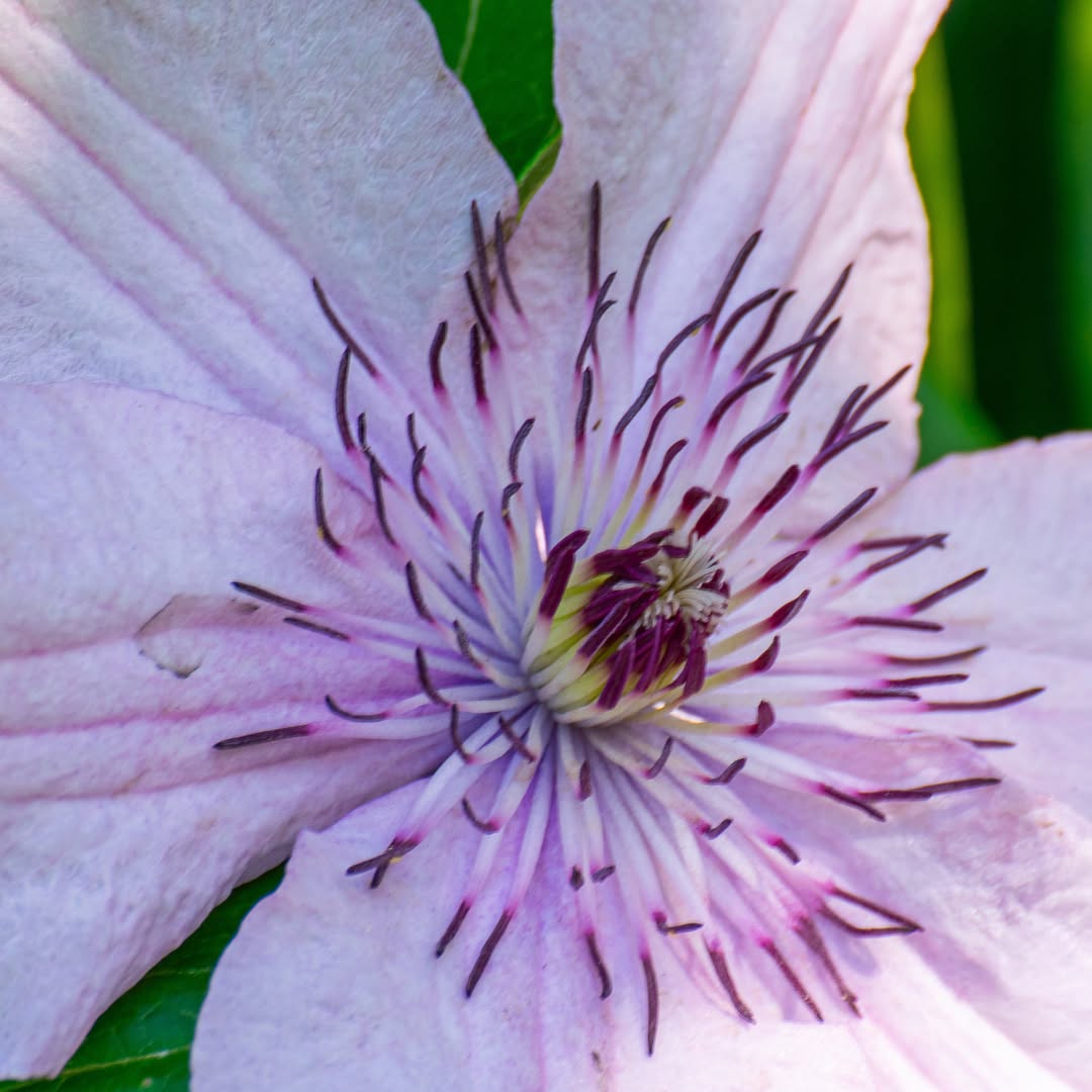 anthoallen45351's tweet photo. Clematis Nikon garden photography nature photography growth and bloom https://t.co/4rWt5jQpqm