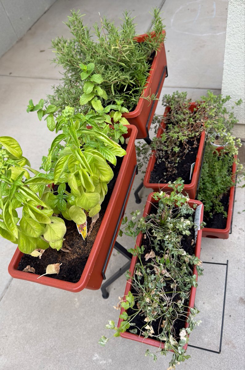 rmhcenvalley's tweet photo. A little sunshine, a lot of love, and a whole lot of growing! 🪴 Juan’s Garden is blooming at Ronald McDonald House! We love watching this special space grow alongside the families we serve. https://t.co/qMK2hH320P