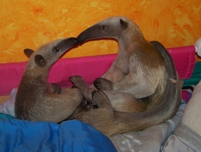 equine__dentist's tweet photo. me and my anteater wife if we were kissing and in love https://t.co/ylrAxZvIqv