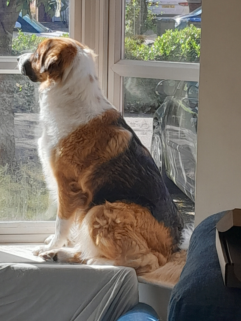 DogDeskAction's tweet photo. Today we salute the dogs sitting on windowsills across the nation, tirelessly protecting us from pedestrians, delivery drivers, passing dogs, suspicious leaves and absolutely NOTHING. 🫡🐶

Show us your Head of Security 👇😂 https://t.co/x4TNSR8ryt