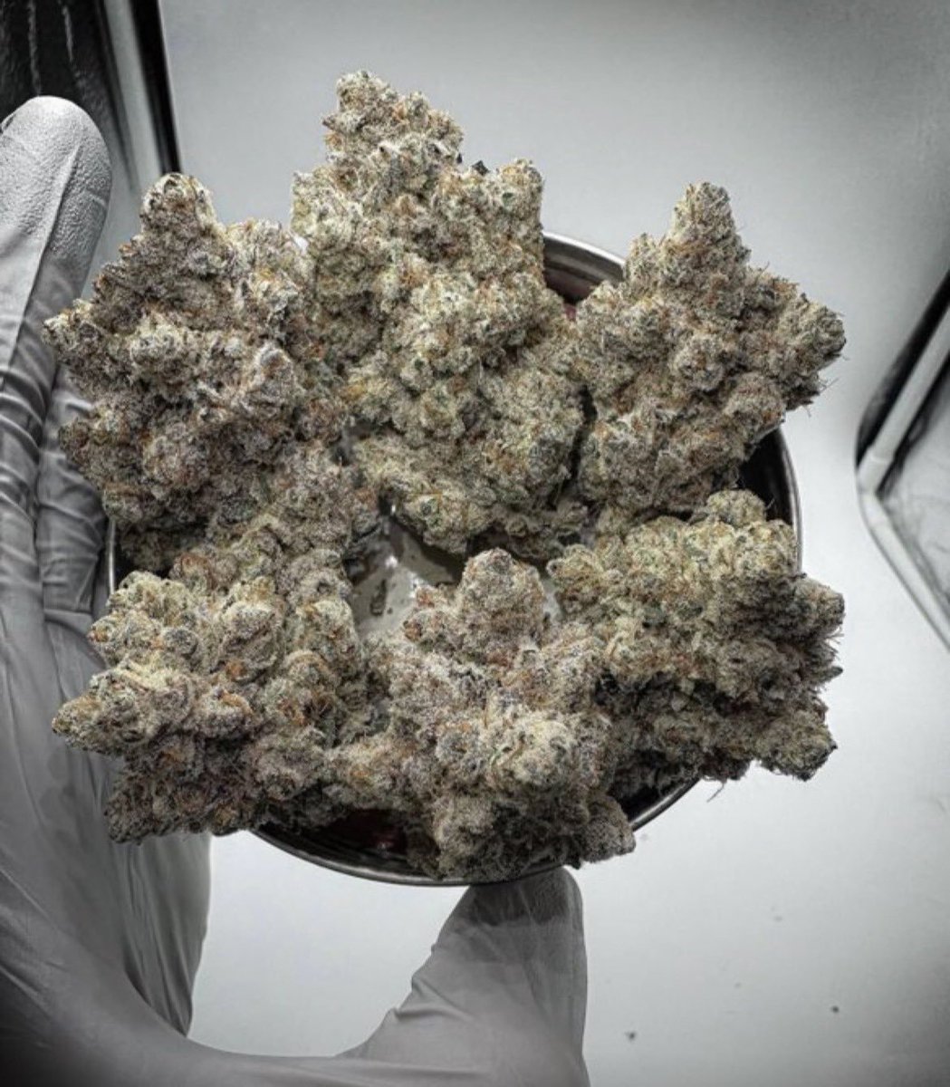 NcDispos's tweet photo. Weed Marijuana THC Cannabis flower 
Terp profiles strain reviews sticky nugs
Indica nights sativa mornings Hash rosin solventless diamonds &amp; sauce 💎 Real smokers know the difference between mids &amp; pressure #weedtwt #Weedplug #thcvapes #HashRosin #Loud #Distro #Bulk #ThcLiquid https://t.co/YYn4xivzCp