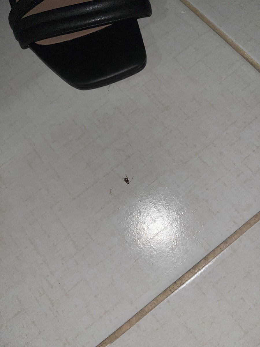 yorgunprensesq's tweet photo. Binada böcek sorunu var diye ortak ilaçlama yaptıralım diyorum, sanki kendi keyfim için istiyormuşum gibi huzursuzluk çıkaranlar var. 3-4 çeşit böcek oluyor sürekli. Ben kendi evimi iki kere ilaçlattım, cebimden para verdim ama binanın içi ilaçlanmadıkça böcekler geri geliyor.++ https://t.co/QV9MRTQeSP