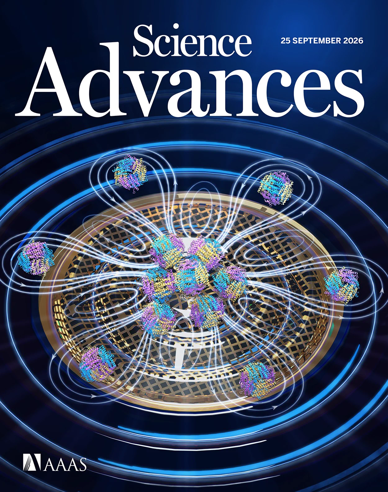 Illustration of Acoustofluidic Cryo-EM (ACE), a specimen preparation strategy that uses acoustic waves to enhance cryo-electron microscopy. In developing ACE, Yang et al. integrated acoustofluidic manipulation into a conventional plunge-freezing workflow, preserving the structural integrity of samples while improving imaging quality. The sound waves eliminate contamination as no physical tools are needed, helping prevent damage when capturing images and ensuring a more uniform distribution of nanoparticles. ACE provides a method to improve specimen quality and imaging efficiency and expand structural studies of challenging biological systems.

Credit: Jun Huang, Ying Chen, and coauthors