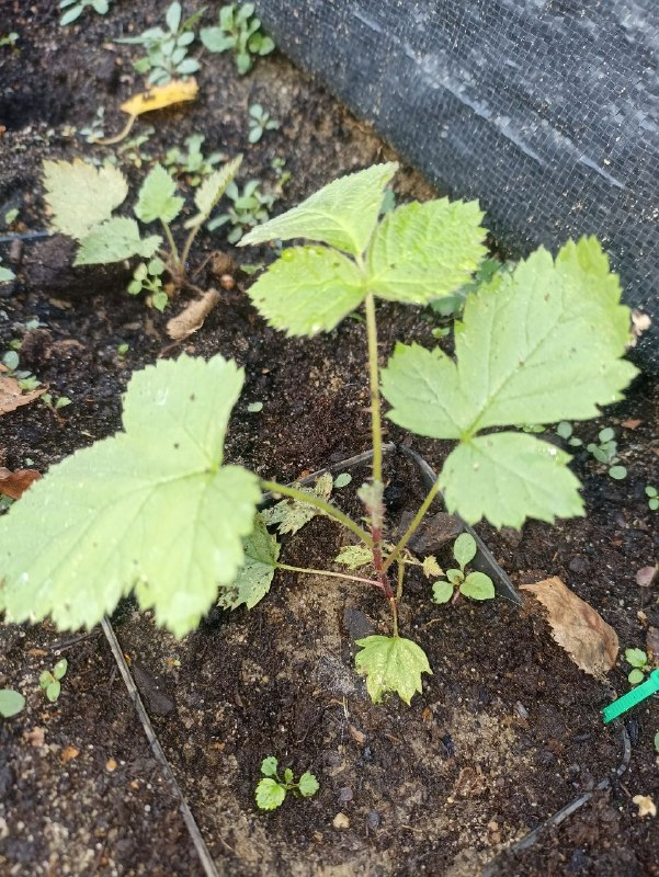 RegotekEth's tweet photo. small seedlings are Rubus Idaeus x Rubus Caesius hybrid F2

big plant is their mother F1 hybrid

leafs have white bottom so i suggest R. Idaeus was pollinated with R. Caesius

high seedling mortality and leaf deformation

If hybrid produced a ripe fruit, the seeds are fertile https://t.co/Gz1gFA2jIl
