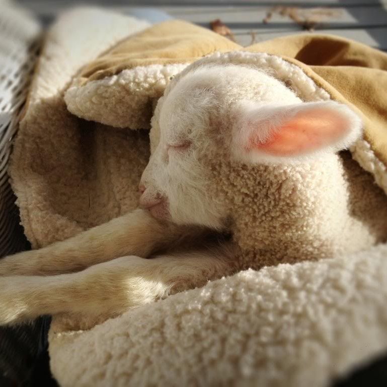sheepningkai's tweet photo. he's resting pls do not bother https://t.co/BNjaBsHGMC