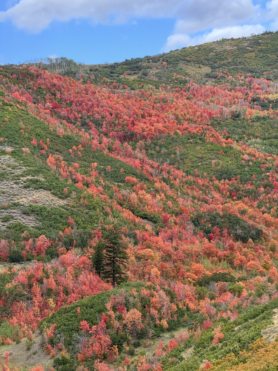 KSL_Matt's tweet photo. Took these on the first day of fall yesterday. Deer Creek Overlook, UT 9/22/26 🍁 #utwx https://t.co/Z5rjMUajmb