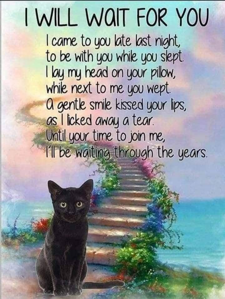 cautiousowl's tweet photo. @GalFreespirit So sorry, Gal. They  leave a big void. https://t.co/QABnlWuus8
