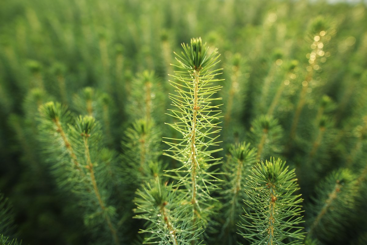 WFPCompany's tweet photo. This #NationalTreeDay, we’re recognizing the trees that shape our coastal forests today and the forests they will become tomorrow.
 
At Western Forest Products, reforestation is part of our long-term approach to forest stewardship. Each species is selected and planted with local conditions, biodiversity and future climate conditions in mind. Through climate-based seed transfer, seedlings are established in areas suited to their future growing range, helping support healthy and resilient forests for generations to come.

Those seedlings are planted across B.C.'s coastal forests, with species selected to suit local site conditions, biodiversity needs and future climate considerations. In 2025, Western planted more than 4.2 million seedlings across its operating areas.

It’s one part of a much bigger cycle of stewardship — from seed collection and cultivation to planting, forest management and renewal.
 
For more information on forest stewardship at Western, please visit our website: https://t.co/phYCZD3z62