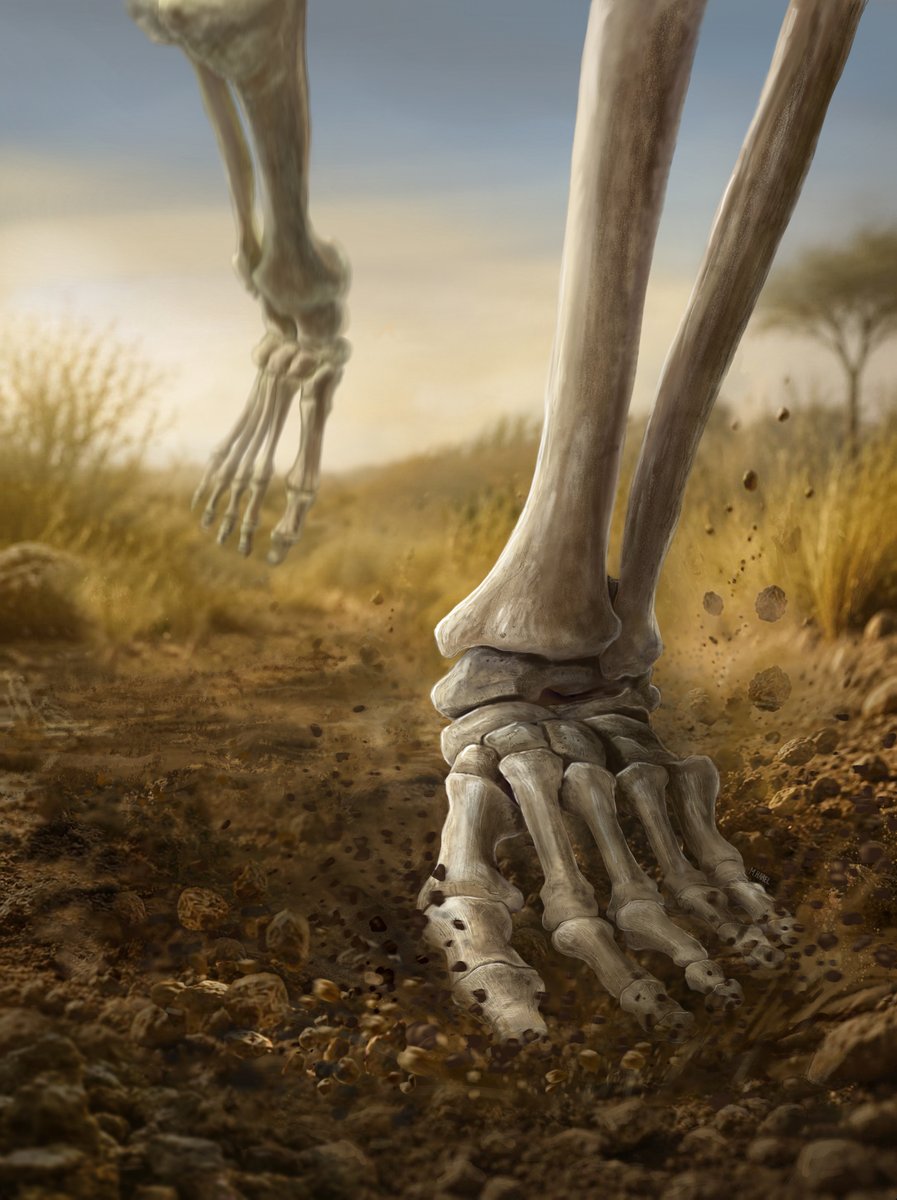 David_Gokhman's tweet photo. Humans are far more prone to degenerative skeletal diseases than other apes. Our new @Nature paper uncovers the genetic changes that shaped our skeleton and uncovers a major clue to why it is so vulnerable to degeneration.🧵👇
https://t.co/AADspJAyQn https://t.co/e2iuKXNCe8