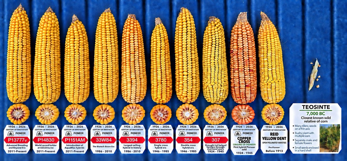 wardynmi's tweet photo. Closing the books on our Century of Innovation plots at North Platte.  Grabbed at few ears, to tell some of the story.  Bigger story is populations that started in hill plots, then 5-15k to day’s 36k.  Also the late season stalks and kernel wts are vastly improved over time.  @PioneerSeeds