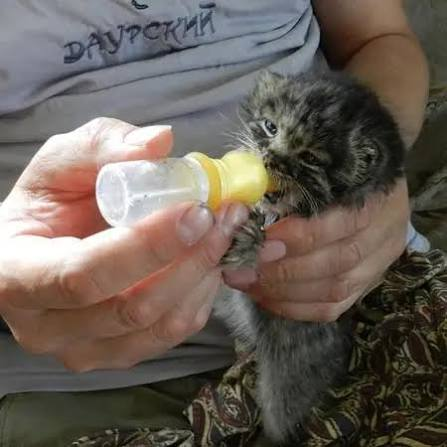 PallasGem's tweet photo. @BarbaraNadel now you have seen a smaller one https://t.co/qTr7dslwHF