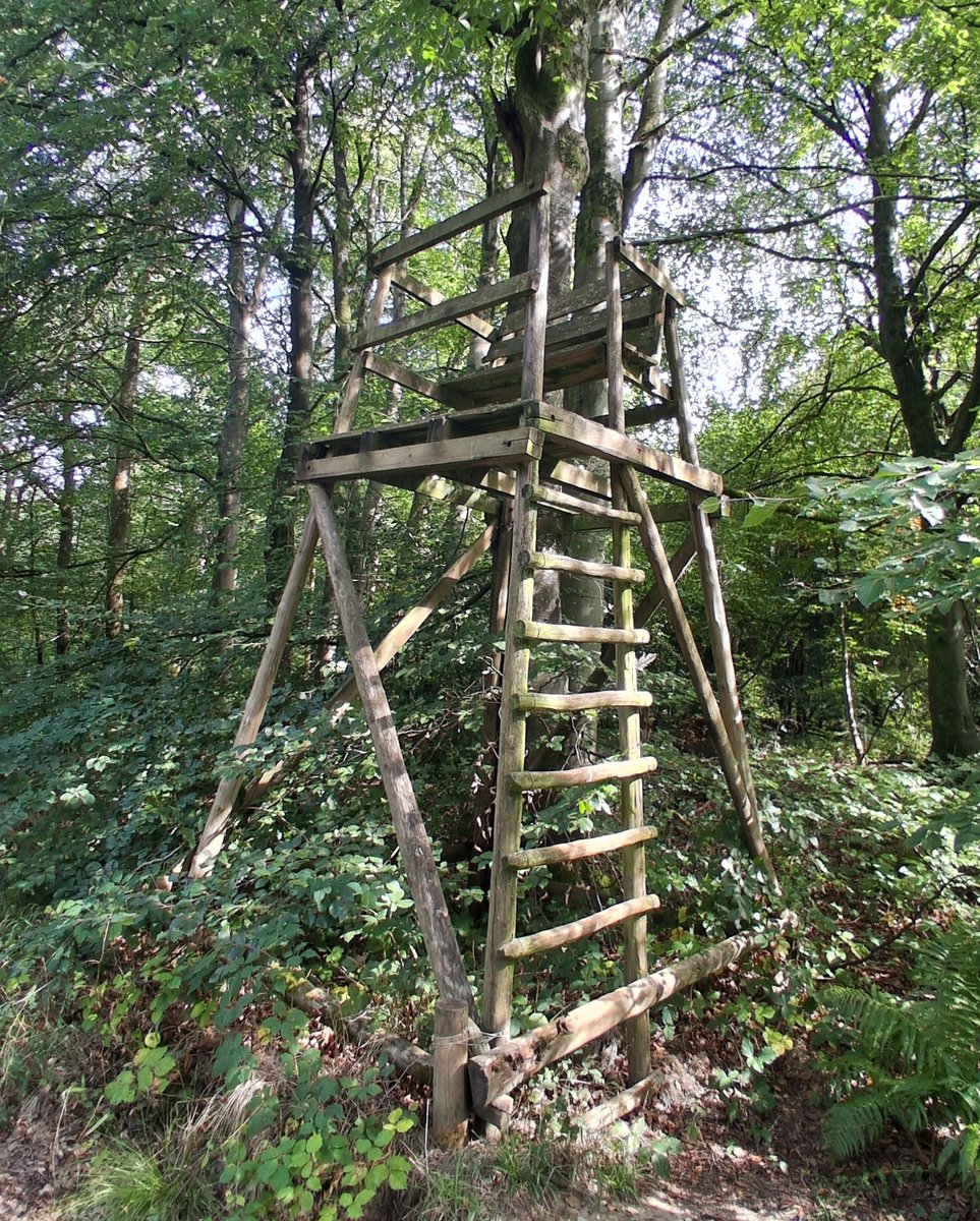 afewmilesmore's tweet photo. For the #FirstDayOfAutumn we went into the woods at Savernake Forest where our walk took us past this familiar viewing platform. #Woodensday https://t.co/tJsZxyS5Oo