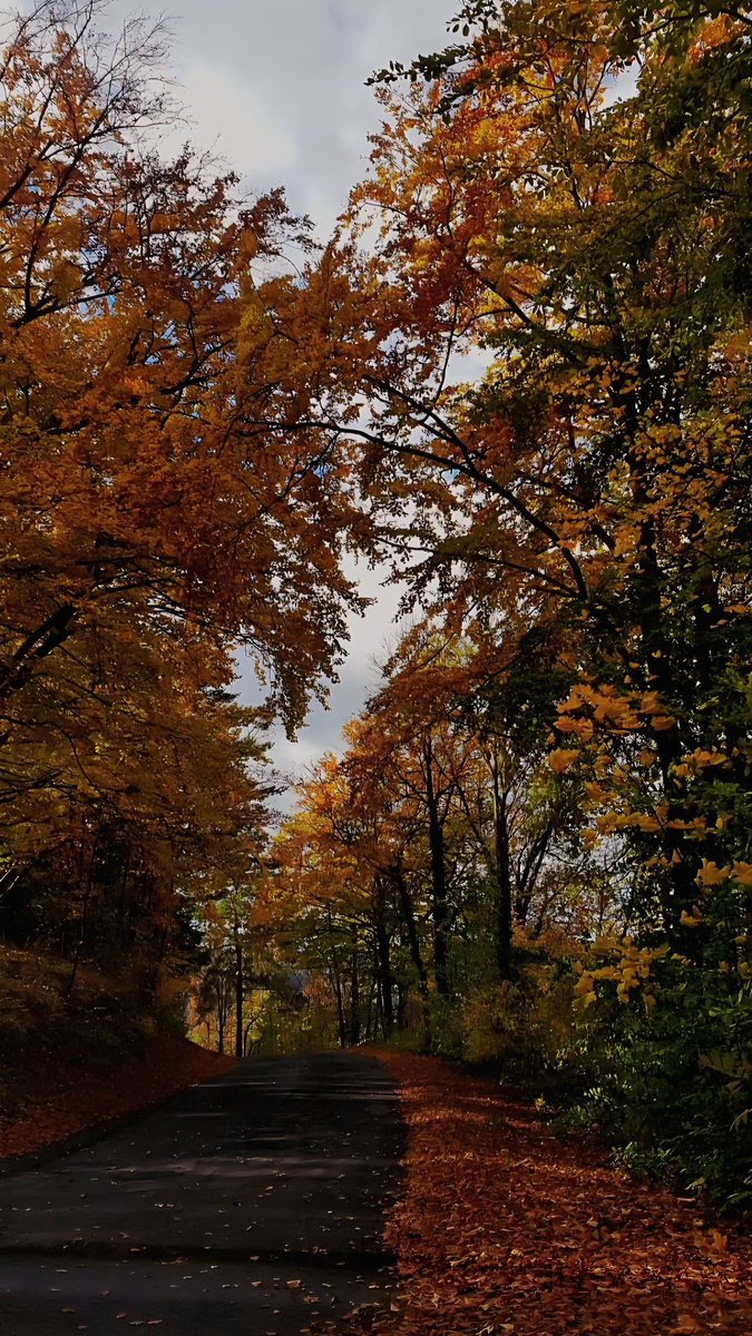 victorandrcy's tweet photo. A început toamna astronomică! Echinocțiul de toamnă a avut loc astăzi, 23 septembrie, la ora 03:05. Ziua și noaptea au aproape aceeași durată, iar de acum nopțile vor deveni treptat mai lungi. #Moldova #Toamnă #Echinocțiu https://t.co/8s3pCqkfUK