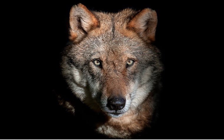ZuberlygoTo's tweet photo. Wer den Wolf
für gefährlich hält, 
war sicher noch nie in einem Schlachthof, einem Versuchslabor 
oder auf einer Pelzfarm.

#SaveWolves 
#NotYourTrophy
#BanTrophyHunting https://t.co/mGFjVrUTm3