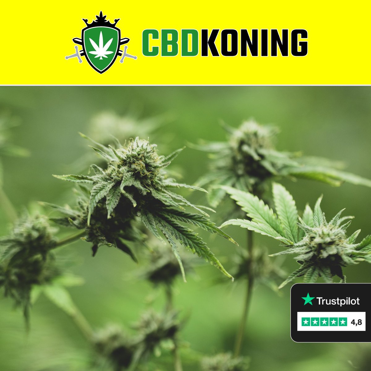 CBDkopen's tweet photo. Meer dan 40 soorten CBD-cannabis op voorraad 🌱

Verzending incl. trackingcode ✅

https://t.co/O1yfqxlwnq

#cbd #cbdkopen #gaming #fable
#Aalst #Kortrijk #Fotografie https://t.co/8Qk7Dmc7uR