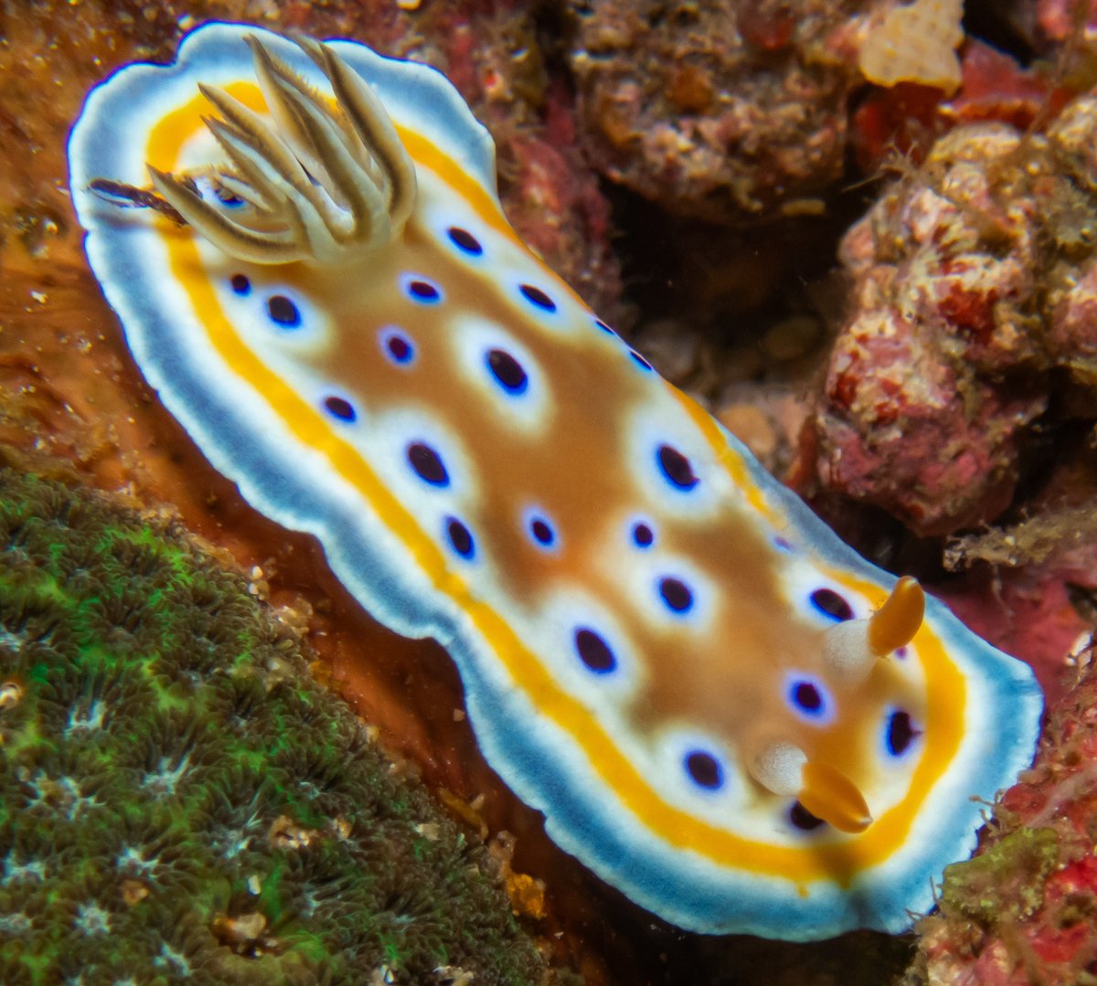 Britannica's tweet photo. We think Mom is right. 

There are over 3,000 known species of sea slugs (nudibranchs). Here are some of our favorites to start you on your “tiny beauty” exploration.

This is Goniobranchus geminus, or the gem sea slug. 

Tiny. Beautiful. 🧵⬇️ https://t.co/0uQWiVlJc6