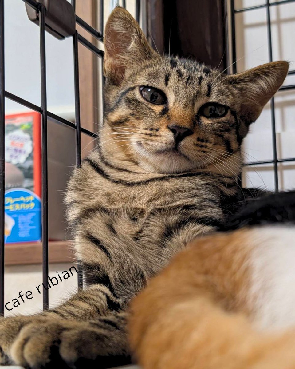 cafe_rubian's tweet photo. 三毛尻

#保護猫 #猫 #キジトラ #三毛猫 #子猫 #猫好きさんと繋がりたい #猫のいる生活 #猫のいる暮らし #預かりボランティア #Cat #catlife https://t.co/I1SeYCBHJj