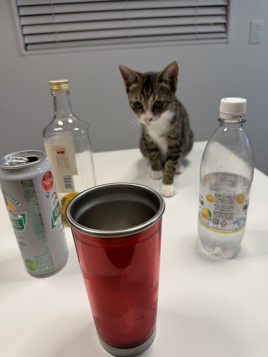 miziro2123's tweet photo. 私に似て呑兵衛かも🐈‍⬛ https://t.co/24KYAV8t4S
