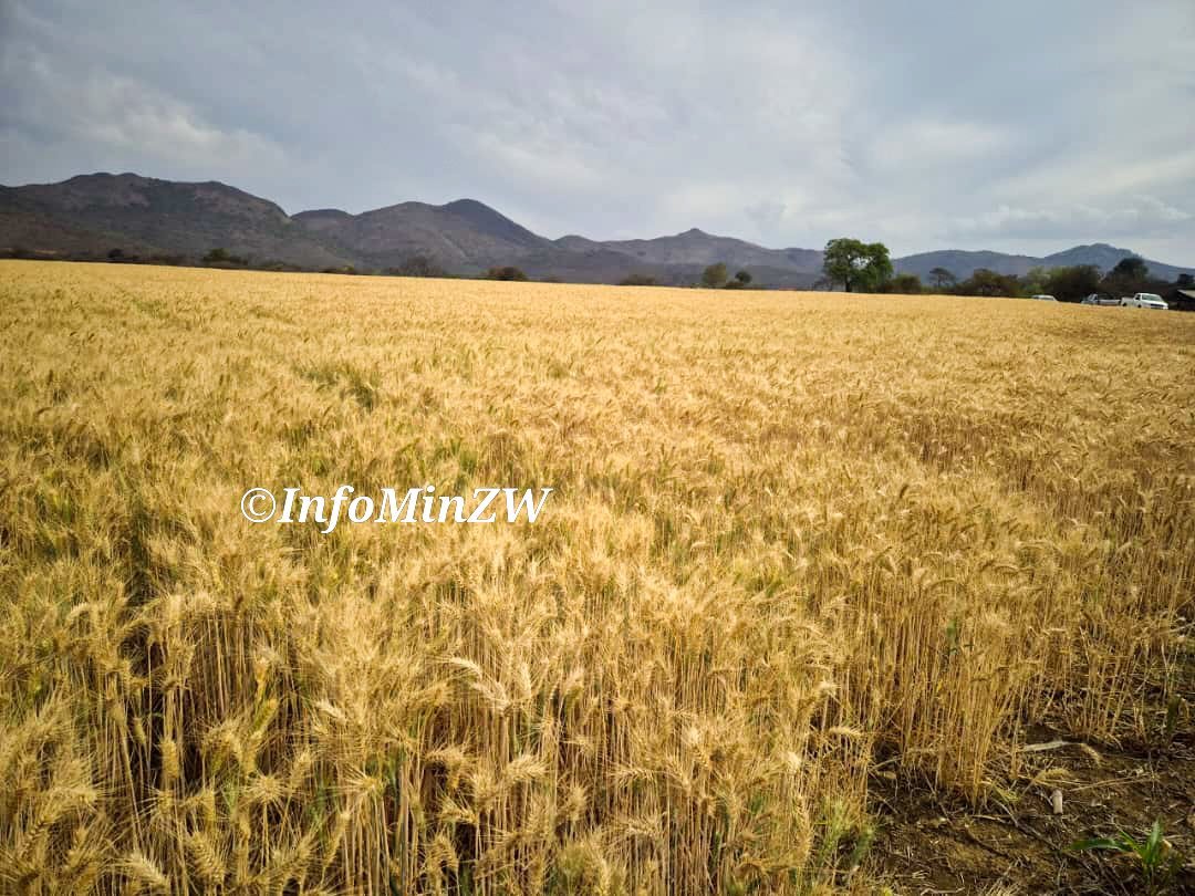 DebbieMasango's tweet photo. Behind every hectare of wheat is a farmer working through the season to feed the nation. 🤍🌾 Manicaland surpassing its 16,000ha target is encouraging, especially with the crop reportedly performing well. May the harvest reward that hard work. 🇿🇼 #NDS2 #FoodSecurity https://t.co/ZS5zePacAx