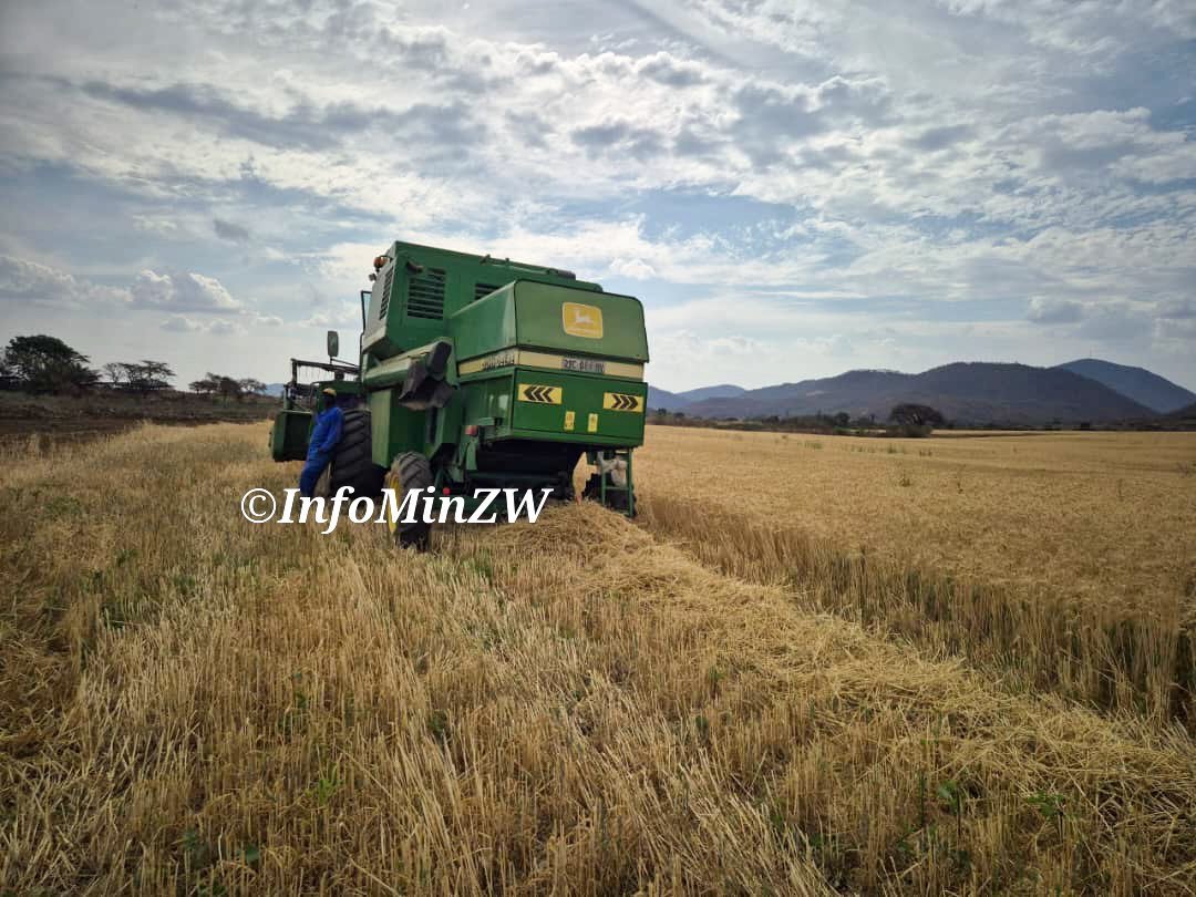 DebbieMasango's tweet photo. Behind every hectare of wheat is a farmer working through the season to feed the nation. 🤍🌾 Manicaland surpassing its 16,000ha target is encouraging, especially with the crop reportedly performing well. May the harvest reward that hard work. 🇿🇼 #NDS2 #FoodSecurity https://t.co/ZS5zePacAx