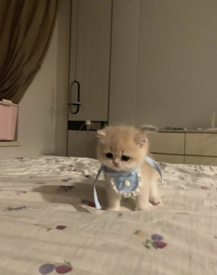 lovers_nat50484's tweet photo. The cute baby 🤩 https://t.co/UJuFaoEoar