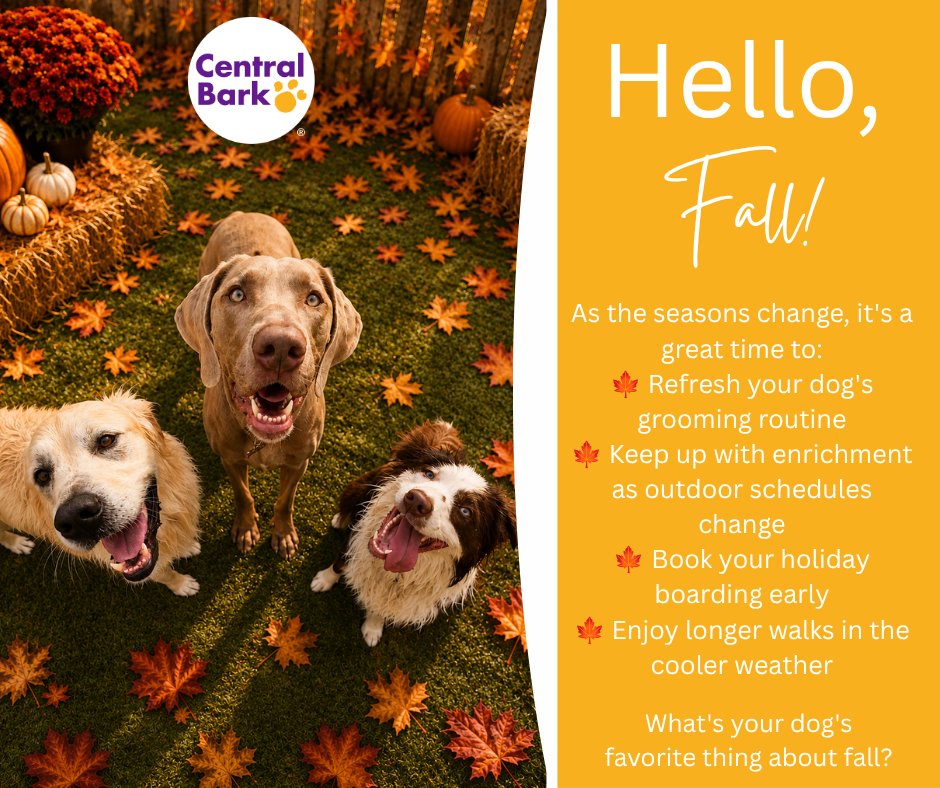 CentralBarkYork's tweet photo. 🍂🐶 Hello, Fall! 🐶🍂
Sweater weather, crunchy leaves, cozy cuddles, and cooler adventures are finally here!
As the seasons change, it's a great time to:
🍁 Refresh your dog's grooming routine
🍁 Keep up with enrichment as outdoor schedules change
🍁 Book your holiday... https://t.co/WZaeDGcsec