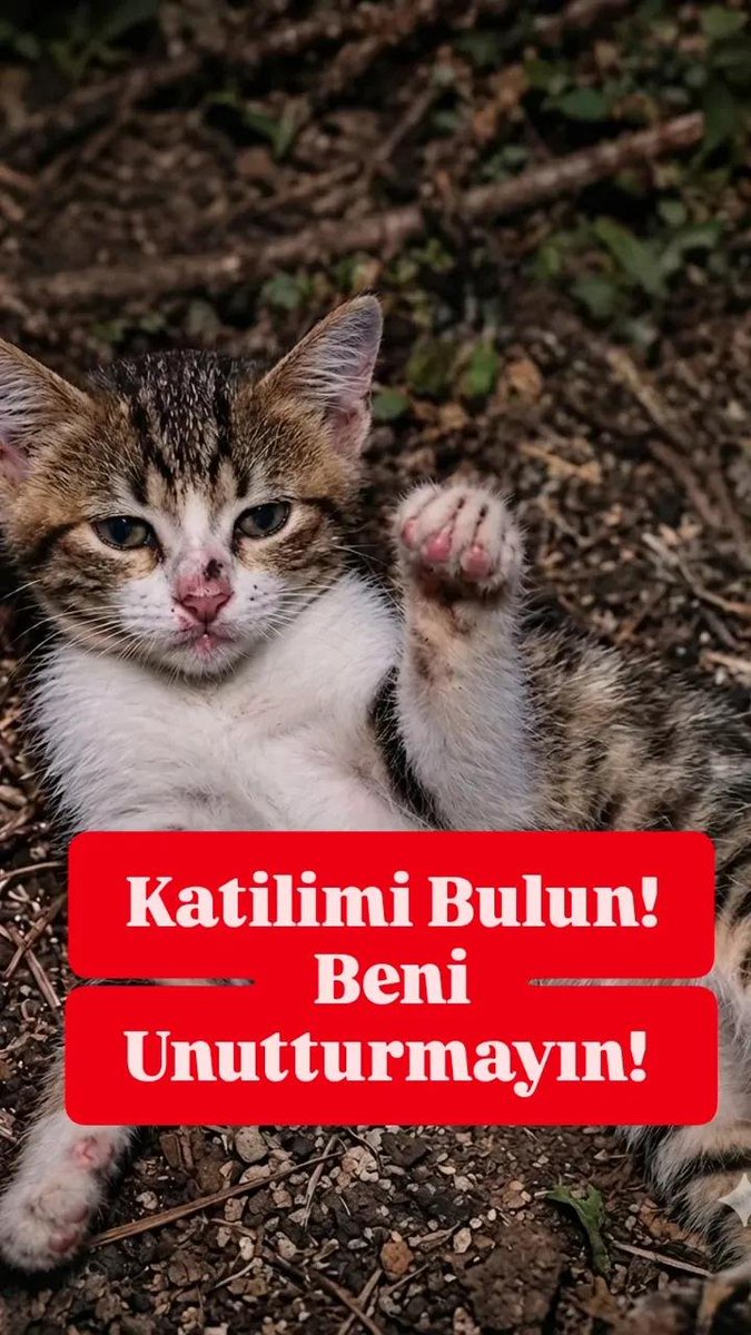 KopruluHat87739's tweet photo. Zulüm dururken susmak, 
dilsiz şeytan olmaktır.

Hz. Muhammed

🇹🇷⚖️🇹🇷
#KatliamVar
#minikiçinadalet 
#Adaletİstiyoruz
#CanlarınHesabıSorulsun https://t.co/aDe0CQFdzj