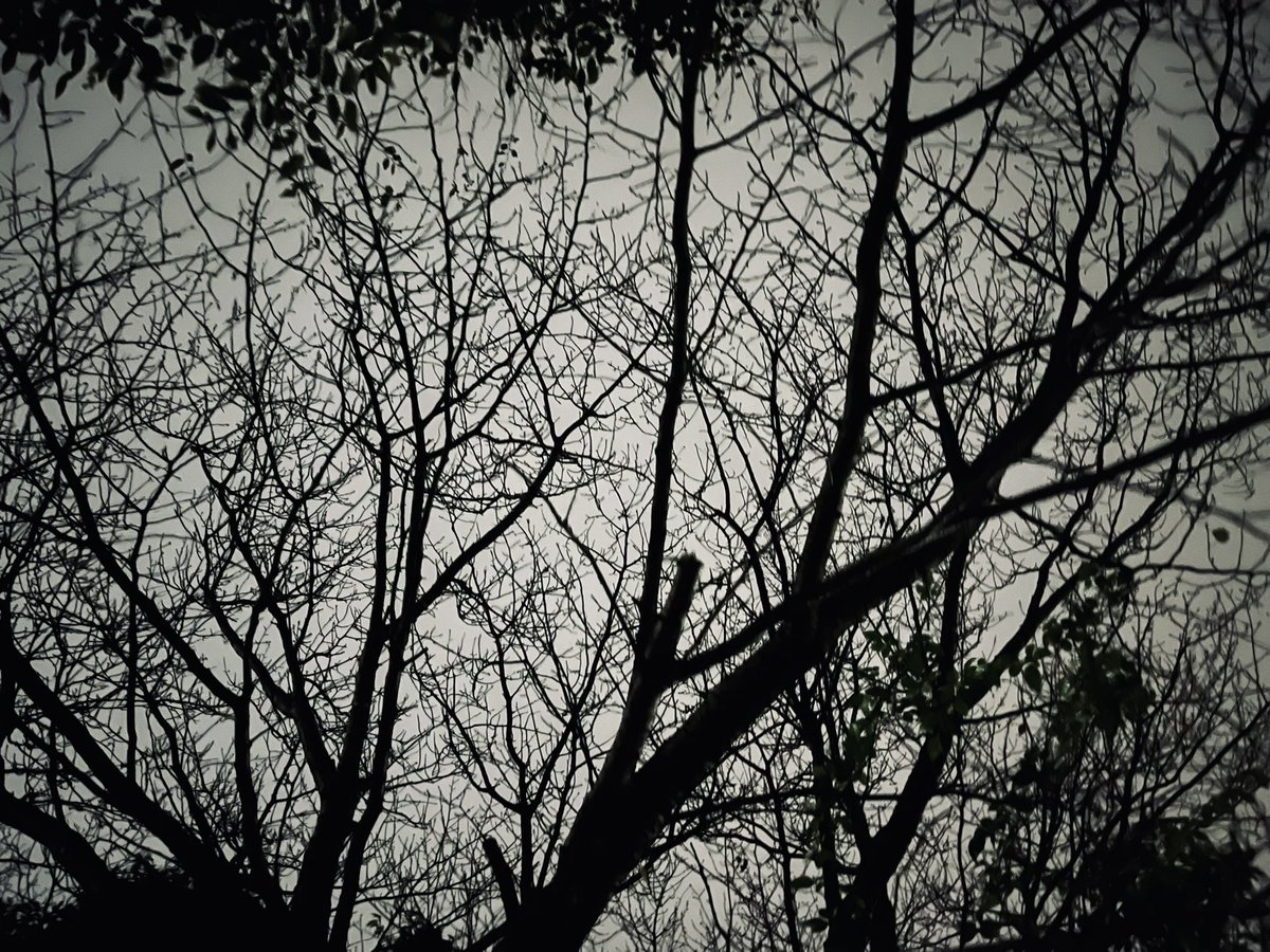 shintarotoh's tweet photo. 夜を歩く。涼しくなった空気に秋の虫の声がささやかに聞こえてきて、心が透き通るような感覚でした。一日も早く、晴れわたる日々がやってきますように。 https://t.co/lnPdbxFzZL