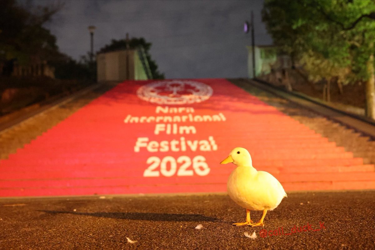 Call_duck_k's tweet photo. Kちゃんやで🐥

9月19日から5日間に渡り開催されていた第9回 なら国際映画祭(@naraiffnaraiff )のクロージングセレモニーが終了して今年のプログラムが全て終了したで🐥
　
受賞された皆さんおめでとうございますやで🐥❣️

🐥ユース映画審査員プログラム🐥
長編部門
クリスタルSHIKA賞
『ザ・ライツ、ゼイ・フォール』
サシャ・ヴァイダ監督

審査員特別賞
『アンルート：～にいたるまで』
ユ・ジェイン監督

短編部門
クリスタルSHIKA賞
『スピーディ！』
ジイン・オ監督

🐥NARA-wave 学生映画コンペティション🐥
ゴールデンKOJIKA賞
『ランニング・エランズ』
マックス・コラー監督

観客賞
『null』
中村彰太郎 監督

🐥インターナショナルコンペティション🐥
ゴールデンSHIKA賞
『ショート・サマー』
ナスティア・コルキア監督

観客賞
『マリカ』
ナタリア・ウバロワ監督

審査員特別賞
『1001 フレーム』
メルヌーシュ・アリア監督