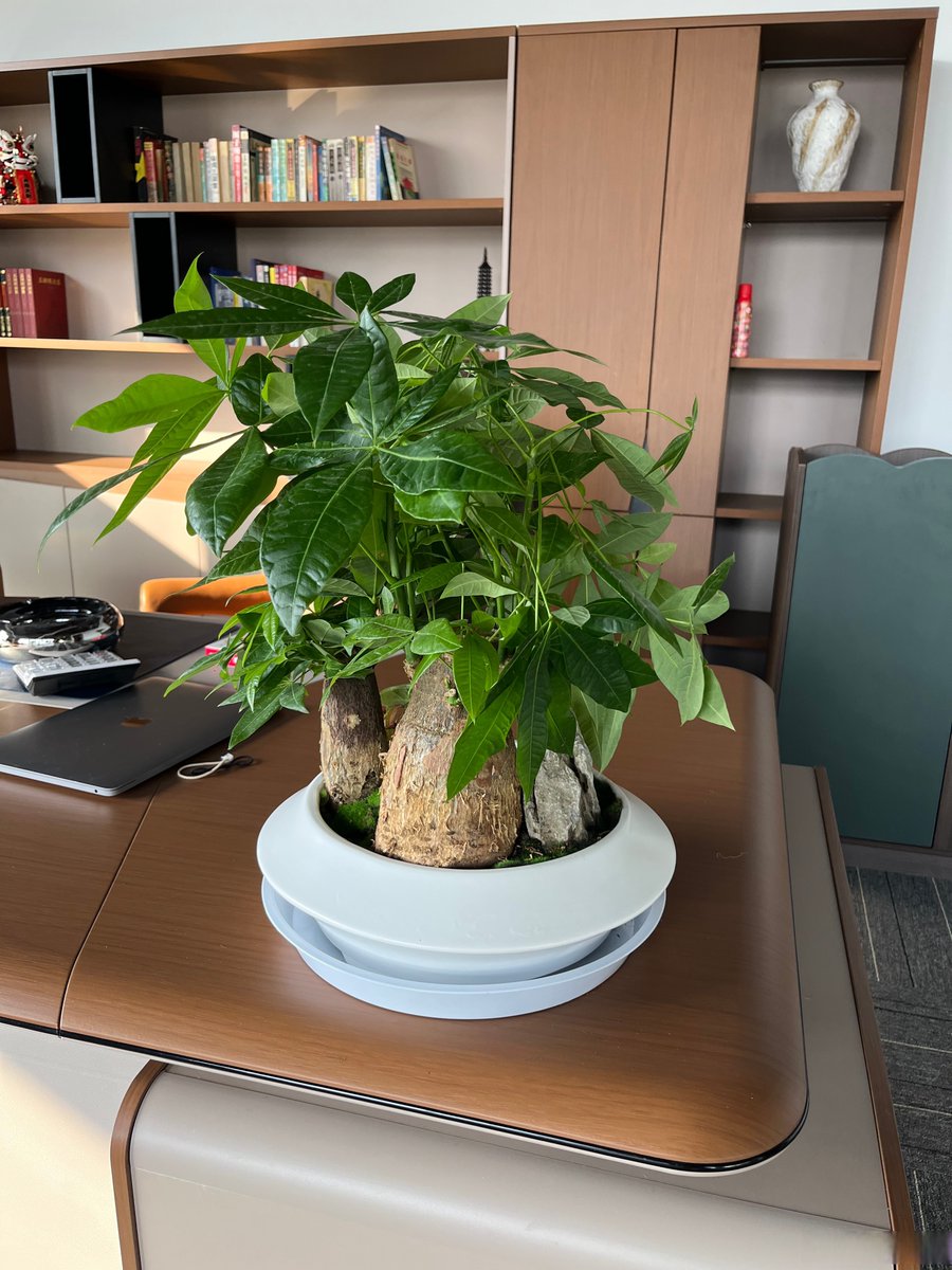 MarineLarez's tweet photo. Tu espacio de trabajo ideal: orden, planta y un toque personal. La productividad empieza con un escritorio cuidado! https://t.co/Wobs3yE0IV