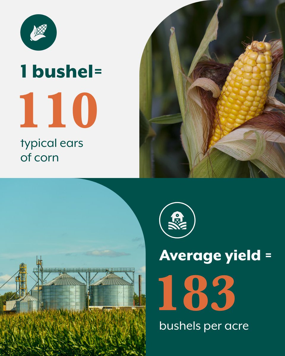 CommonGroundNow's tweet photo. Next time you pass a cornfield, think about this… 🌽 1 bushel of corn = about 110 ears, and an average U.S. farm acre can grow around 183 bushels. That’s a LOT of corn coming from one acre! Those fields stretching along our rural roads are producing food, feed, fuel and products that travel far beyond the farm. Something to be pretty proud of—America is built to grow great corn! 🚜💛 #AmericanAgriculture #Corn #FarmFacts #FarmLife