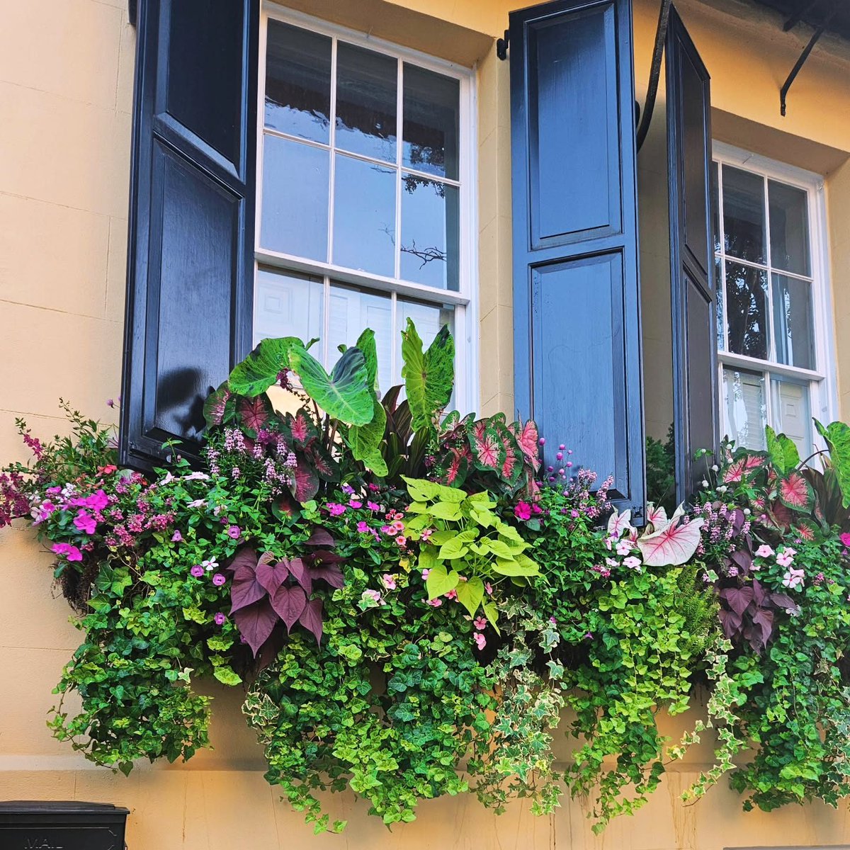 ExploreCHS's tweet photo. Happy #WindowBoxWednesday from Charleston! 🌿 #ExploreCharleston https://t.co/sVvnRNImVQ
