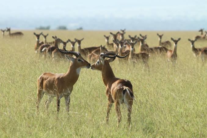 StephenMGonzaga's tweet photo. Afcon 2027 Qualifiers - Uganda Vs Libya
Come for the Game, Stay for the Adventure.
📌Explore the Bunyoro Palace & visit the historic Mparo Tombs
📌Enjoy a game drive in Kabwoya Wildlife Reserve & scenic views of Lake Albert.
#ExploreUganda | #UGALBY https://t.co/2bBpGnmSaP