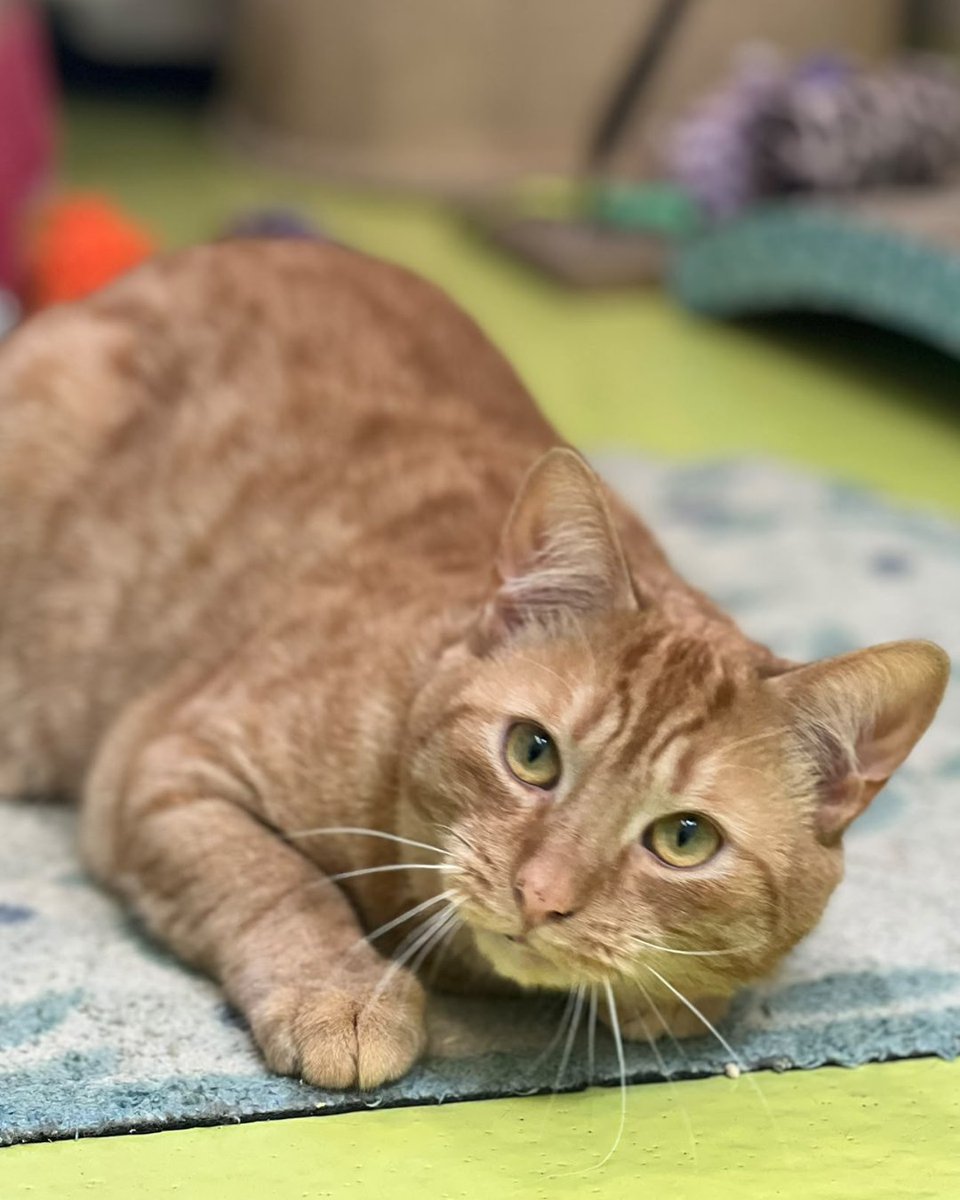 cotsdogscats's tweet photo. Whisker Wednesday starring Bartie! 🧡🐾
Those big eyes, magnificent whiskers and a little bit of mischief… how could you resist that face? 😍
#CotsDogsCats #WhiskerWednesday #GingerCat #CatWhiskers #CuteCats #PetLovers https://t.co/sNdujyujG9