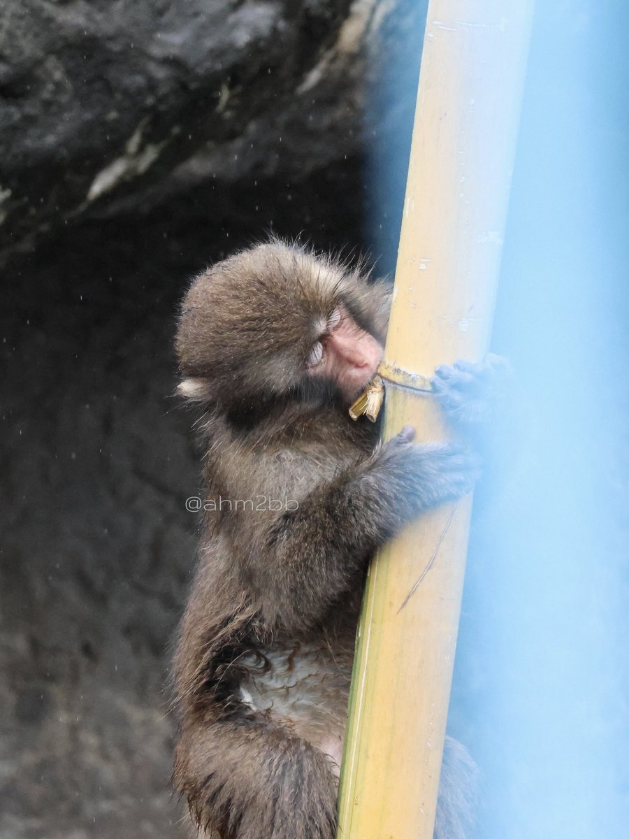 ahm2bb's tweet photo. 2026.09.23
❔
#市川市動植物園 #がんばれパンチ #がんばってるねパンチ #punch #panchi https://t.co/Y9jE7iN3p6