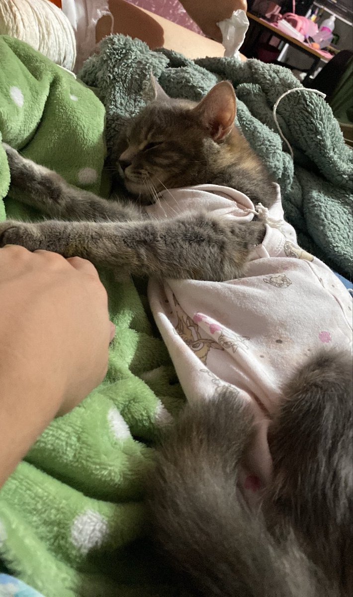 blurryfxcz's tweet photo. ela chega em casa e não aceita nenhuma roupinha e a roupinha pos cirurgica que vc comprou nao coube nela

ai vc pega um body da sua sobrinha !

assim q salvamos a vida da minha pochita bbzinha https://t.co/2YFA7y8ZfT