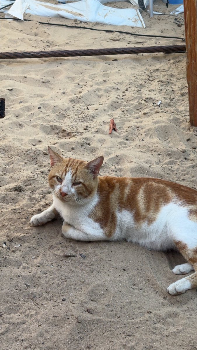 Mo7mmd30's tweet photo. Mu cats and i are still alive here in Gaza🇵🇸 https://t.co/E5InDppJq2