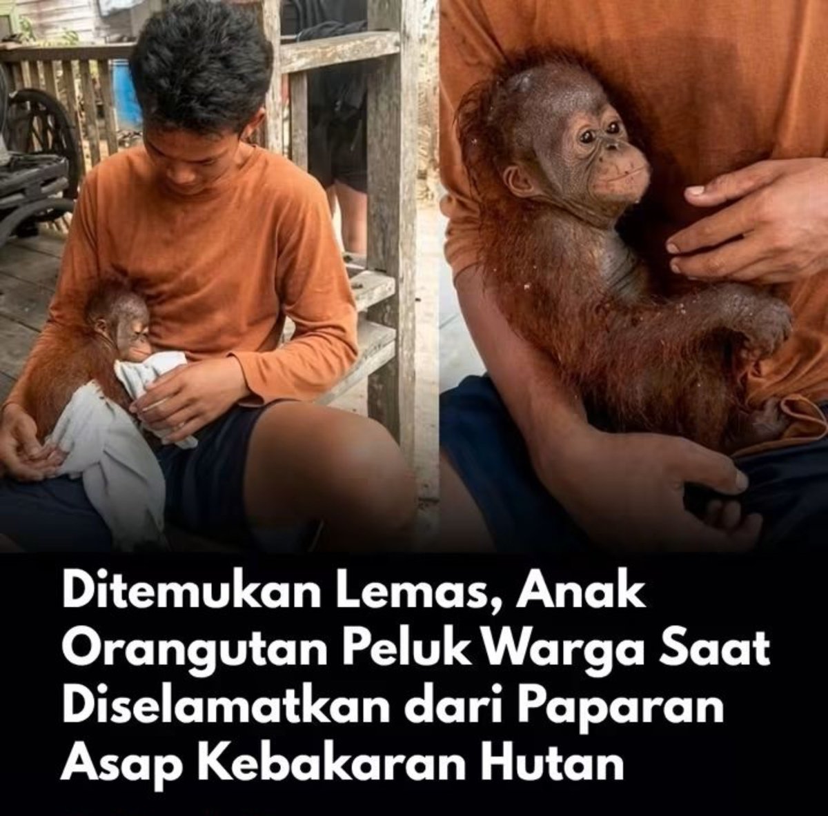 indepenSumatera's tweet photo. ANAK ORANGUTAN INI BUKAN SEKADAR “DITEMUKAN LEMAS”. DIA DITEMUKAN SENDIRIAN DI TEPI SUNGAI, LALU MEMELUK WARGA YANG MENOLONGNYA.

Namanya Dinas.

Seekor anak orangutan jantan, usianya diperkirakan baru sekitar 7 bulan.

Senin pagi, 21 September 2026, warga Desa Batu Kotam, Kecamatan Bulik, Kabupaten Lamandau, Kalimantan Tengah, menemukan Dinas di tepi Sungai Lamandau.

Sekitar pukul 08.00 WIB.

Kondisinya lemas. Tidak banyak bergerak. Hampir tidak memberikan perlawanan ketika didekati.

Warga kemudian mengevakuasinya dari pinggir sungai dan memberikan pertolongan awal berupa air minum dan susu.

Dan ada satu momen yang bikin dada sesak.

Karena tubuhnya begitu lemah, Dinas justru tidak melawan.

Dia menurut.

Bahkan disebut sempat MEMELUK warga yang berusaha menyelamatkannya.

Bayangkan.

Anak orangutan yang seharusnya masih berada dekat induknya, belajar mencari makanan, bergelantungan di pepohonan, dan berlindung di dalam hutan...

Malah ditemukan seorang diri di tepi sungai.

Lemas.

Dehidrasi.

Dan induknya tidak diketahui keberadaannya.

Di saat yang sama, kawasan tersebut masih menghadapi kabut asap akibat kebakaran hutan dan lahan.

Warga menduga kondisi Dinas berkaitan dengan paparan asap karhutla.

Tapi bagian ini penting: dugaan tersebut BELUM bisa disebut sebagai penyebab medis yang pasti.

Petugas masih harus melakukan pemeriksaan untuk mengetahui apa yang sebenarnya terjadi.

Yang sudah jelas, Dinas ditemukan dalam kondisi lemah dan mengalami dehidrasi.

Laporan warga kemudian ditindaklanjuti Tim Rescue Seksi KSDA Wilayah II Pangkalan Bun.

Sekitar pukul 14.00 WIB, tim tiba di lokasi.

Dinas diperiksa.

Suhu tubuh dicek.

Kondisi gigi diperiksa.

Denyut jantung diperiksa.

Dokter hewan yang ikut dalam tim juga memberikan penanganan awal, termasuk vitamin.

Sekitar pukul 14.25 WIB, Dinas dibawa menuju Pangkalan Bun.

Sekarang dia ditempatkan sementara di kandang transit Kantor Seksi KSDA Wilayah II Pangkalan Bun untuk mendapatkan perawatan dan pemantauan.

Pemeriksaan lanjutan masih diperlukan.

Tapi ada satu persoalan besar yang belum selesai

DI MANA INDUKNYA?

Ini bukan persoalan kecil.

Anak orangutan berusia sekitar tujuh bulan belum seharusnya hidup sendiri.

Pada usia seperti itu, induk bukan sekadar TEMAN.

Induk adalah tempat berlindung, sumber makanan, pengasuh, sekaligus guru untuk belajar bertahan hidup di hutan.

Karena itu, menyelamatkan Dinas bukan berarti persoalannya selesai setelah dia masuk kandang transit.

Keberadaan induknya juga harus dicari.

Apakah Dinas terpisah dari induknya?

Apakah mereka terpaksa meninggalkan habitat karena kondisi hutan yang terganggu?

Atau ada faktor lain?

Belum ada jawaban pasti.

Dan justru karena belum ada jawaban, pencarian serta pemeriksaan harus dilakukan secara serius.

Kasus Dinas juga mengingatkan kita bahwa korban karhutla bukan cuma manusia yang menghirup asap.

Ada makhluk lain yang kehilangan rumah tanpa bisa memilih untuk pindah.

Ketika hutan terbakar, satwa kehilangan lebih dari sekadar pepohonan.

Mereka bisa kehilangan tempat berlindung.

Kehilangan sumber makanan.

Kehilangan jalur jelajah.

Dan yang paling menyedihkan, kehilangan keluarga.

September ini saja, Kementerian Kehutanan melaporkan 24 satwa liar terdampak karhutla berhasil diselamatkan di Kalimantan Barat dalam periode 1 Agustus–10 September 2026.

Dari jumlah itu, 15 di antaranya orangutan.

Artinya, cerita Dinas bukan cerita yang berdiri sendirian.

Di Kalimantan, ketika manusia melihat asap dan kebakaran sebagai bencana, satwa liar juga sedang menghadapi bencana yang sama hanya saja mereka tidak punya suara untuk mengadu.

Dinas beruntung ditemukan warga.

Beruntung ada orang yang berhenti.

Beruntung ada yang memberi air.

Beruntung ada yang melaporkan.

Beruntung tim konservasi datang.

Tapi pertanyaan yang lebih besar tetap ada:

BERAPA BANYAK SATWA LAIN YANG TIDAK SEBERUNTUNG DINAS?