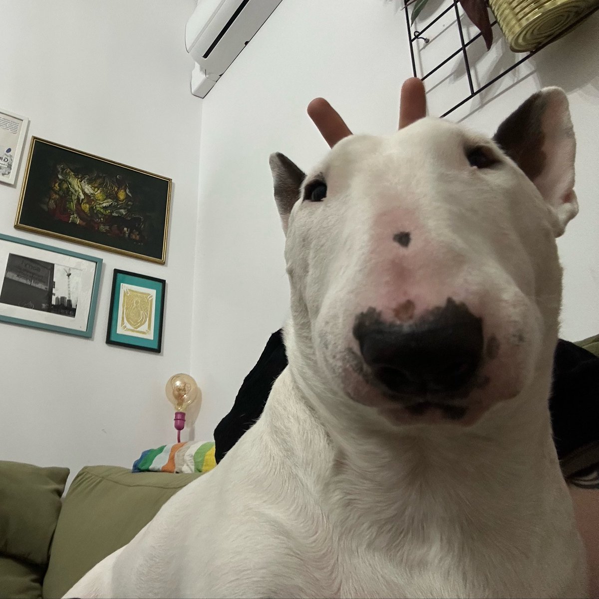 skiepek69's tweet photo. the creature that im currently pet sitting 😭 dawg https://t.co/eZJ2he0raL