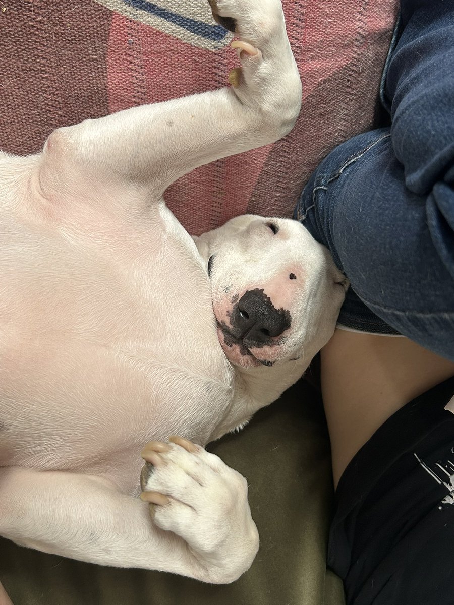 skiepek69's tweet photo. the creature that im currently pet sitting 😭 dawg https://t.co/eZJ2he0raL