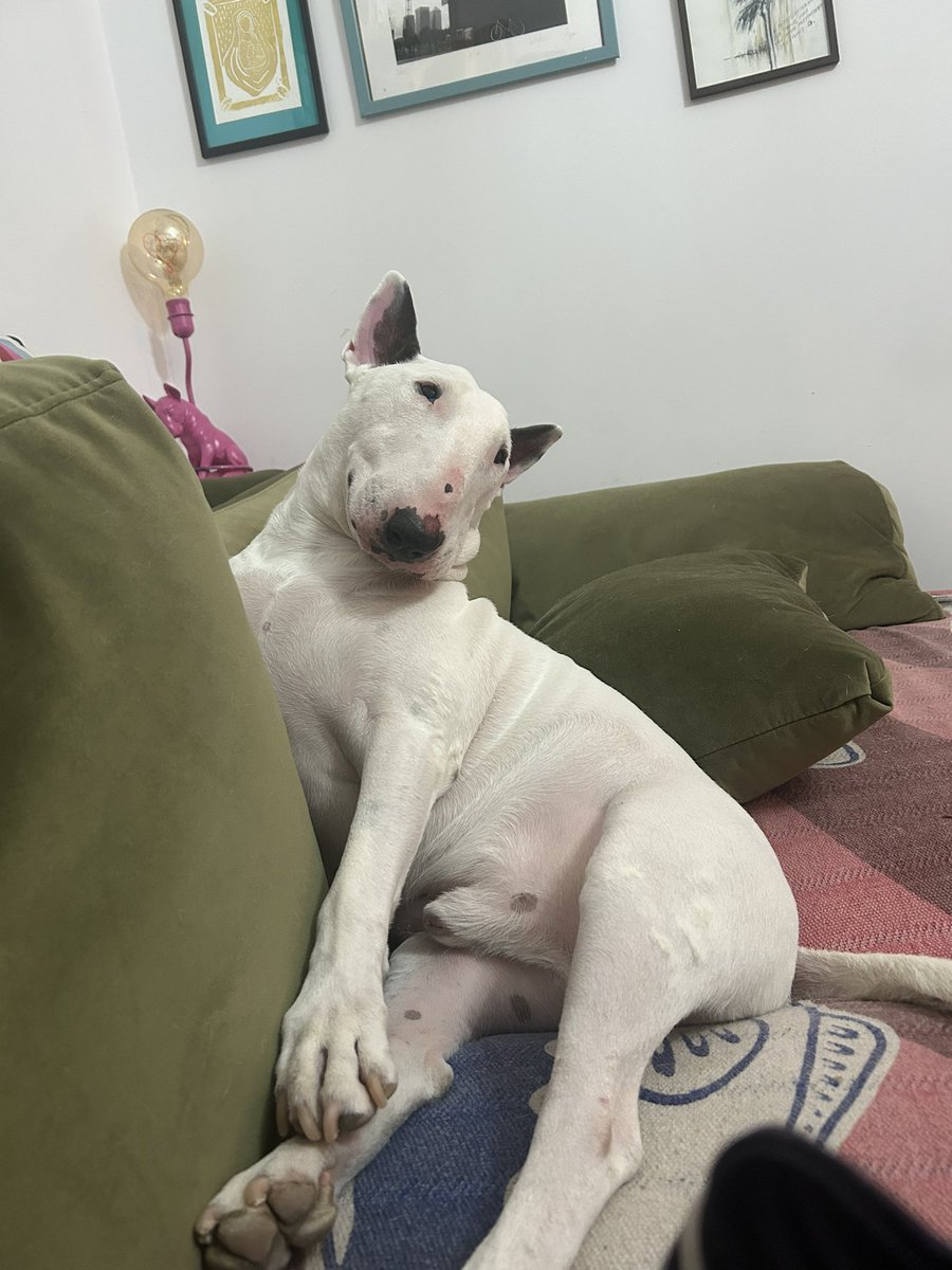 skiepek69's tweet photo. the creature that im currently pet sitting 😭 dawg https://t.co/eZJ2he0raL