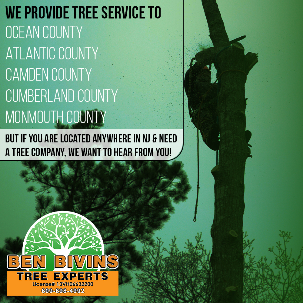 BivinsTree's tweet photo. Ben Bivins Tree Experts primarily provides tree services locally but we want to discuss your tree care needs no matter where you are in NJ.
#NJTreeService #TreeServiceNJ #OceanCountyNJ #AtlanticCountyNJ #CamdenCountyNJ #CumberlandCountyNJ #MonmouthCountyNJ #TreeRemoval https://t.co/zA1ht3E9PF