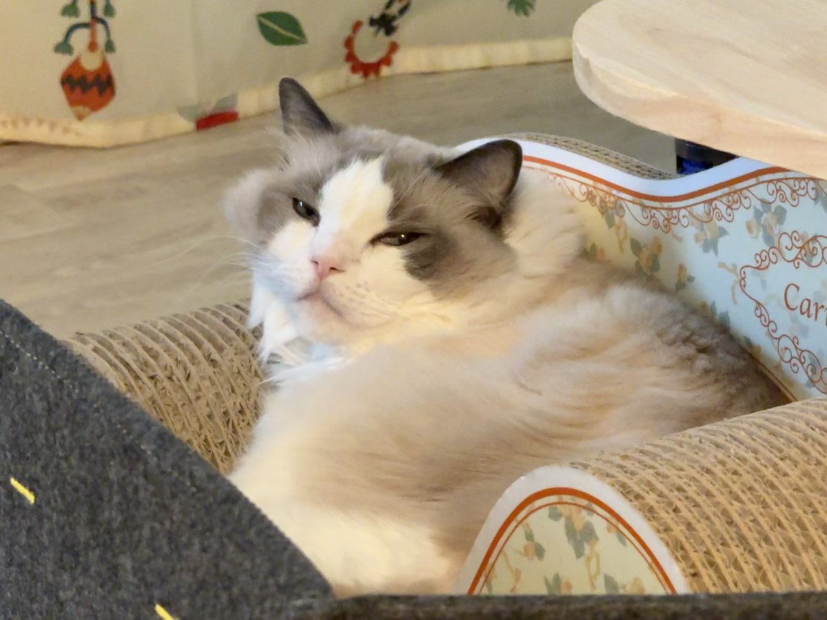 alice_oc_ysm's tweet photo. ニャ🐱✨

#1955日目 https://t.co/EQ2QW5K7u4
