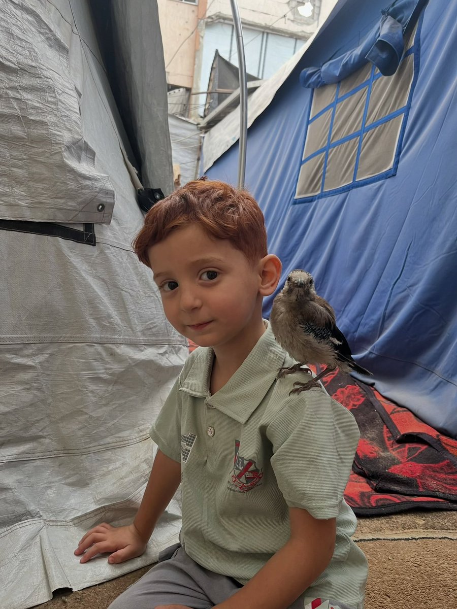UstadPakdil's tweet photo. Amro...

Kuşlar, temiz kalpleri tanır. 🕊️🇵🇸 https://t.co/SWmCFJPVCg