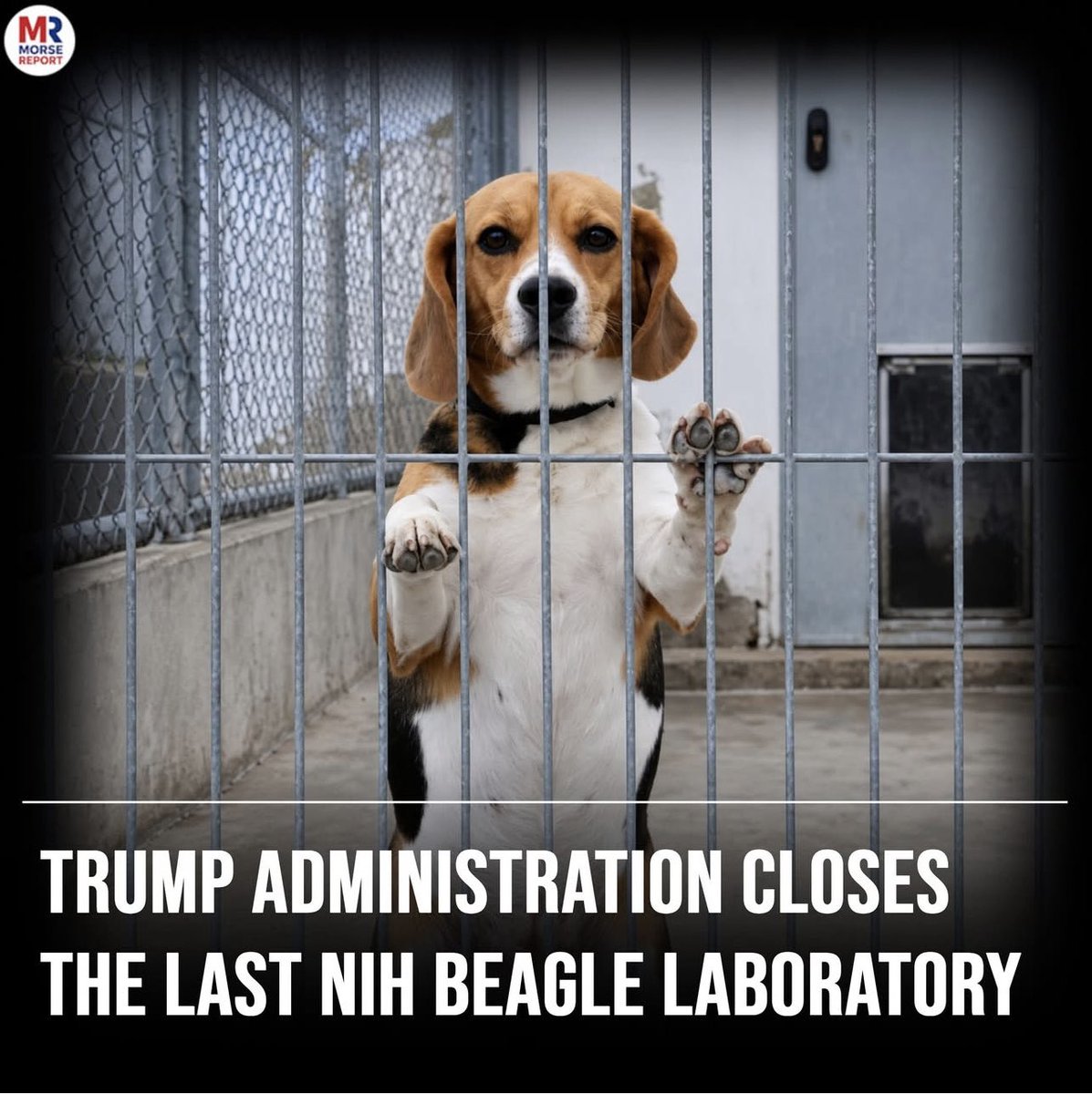 MichelleMaxwell's tweet photo. This absolutely makes my day today ❤️

🚨 BREAKING: TRUMP HHS CLOSES NIH’S LAST INTRAMURAL BEAGLE LAB — KENNEDY SHIFTS TO HUMAN-BASED METHODS AND MAY PAY TO REHOME THE DOGS!

The last federal beagle colony inside NIH just went dark. HHS Secretary Robert F. Kennedy Jr. confirmed the Trump administration closed NIH’s final intramural beagle laboratory and is steering research toward human-based methods — organoids, a new NIH office, and grant language that now lets labs spend money to retire or rehome animals instead of restocking cages.

America First voices have hated the taxpayer-funded dog experiments for years. Animal-welfare voters just got a win without a new agency. Biomedical shops will say some questions still need live models. Kennedy says the last kennel is closed.

No more federal beagles on the intramural roster. Rehome money is now a line item. America LOVES Dogs!