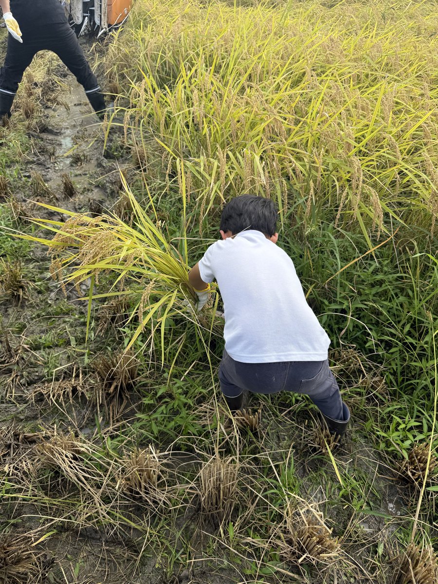 manami84808's tweet photo. 新潟にて稲刈りをしてきました🌾
子供たちにも素敵な経験をさせてあげられてよかった♪息子はお米をピカピカに食べるようになりました🍚 https://t.co/S8us2GQ1Cv